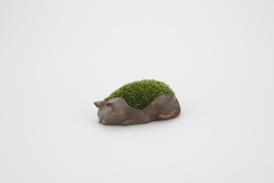 50405_cat_bronze
