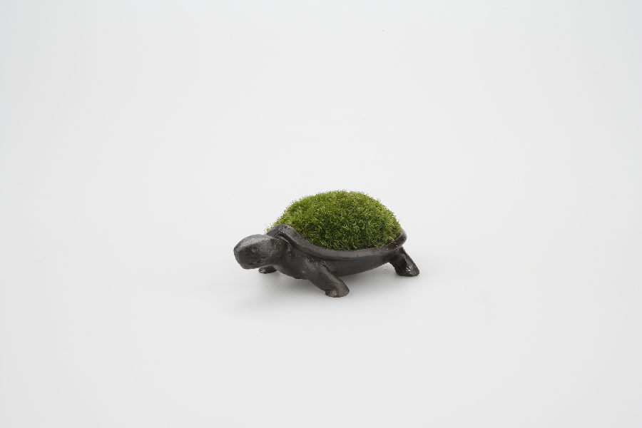 50406_turtle_bronze